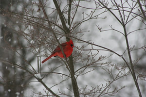 Cradinal in winter